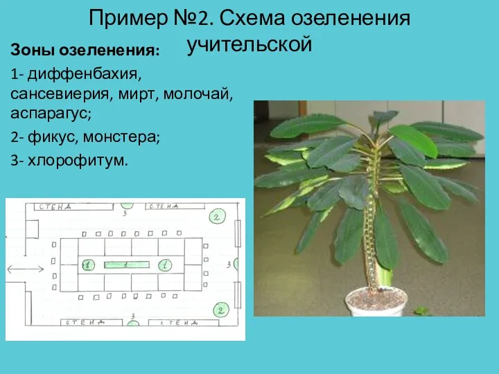 Пример №2. Схема озеленения учительской Зоны озеленения: 1- диффенбахия, сансевиерия, мирт, молочай, аспарагус;