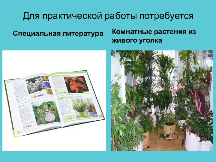 Для практической работы потребуется Специальная литература Комнатные растения из живого уголка
