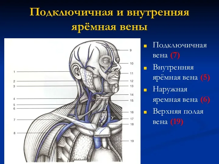 Подключичная и внутренняя ярёмная вены Подключичная вена (7) Внутренняя ярёмная