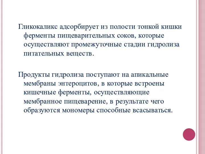 Гликокаликс адсорбирует из полости тонкой кишки ферменты пищеварительных соков, которые