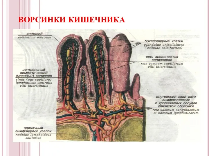 ВОРСИНКИ КИШЕЧНИКА