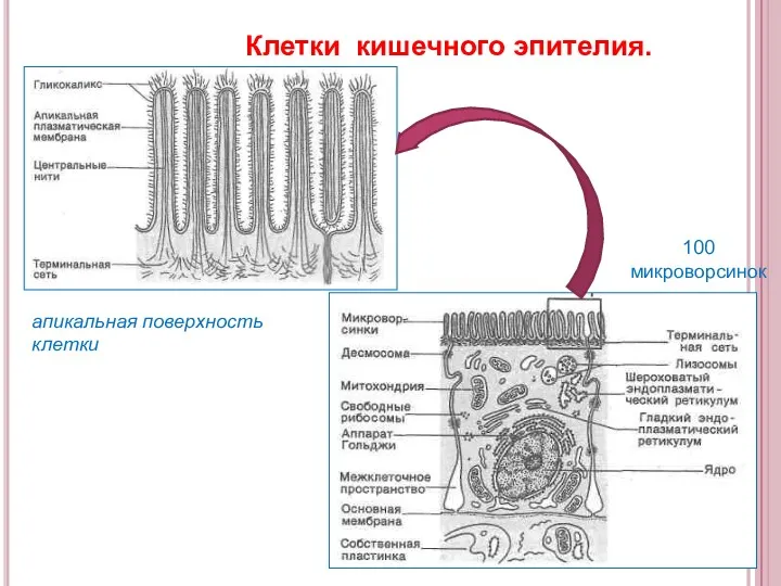 Клетки кишечного эпителия. апикальная поверхность клетки 100 микроворсинок