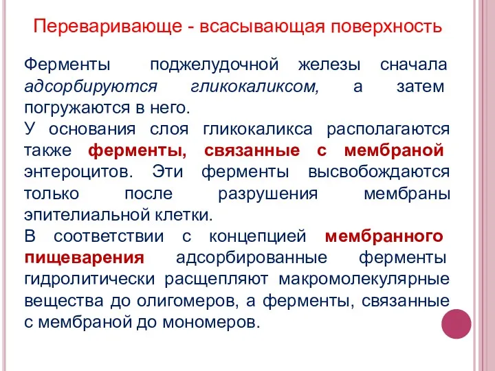 Переваривающе - всасывающая поверхность Ферменты поджелудочной железы сначала адсорбируются гликокаликсом,