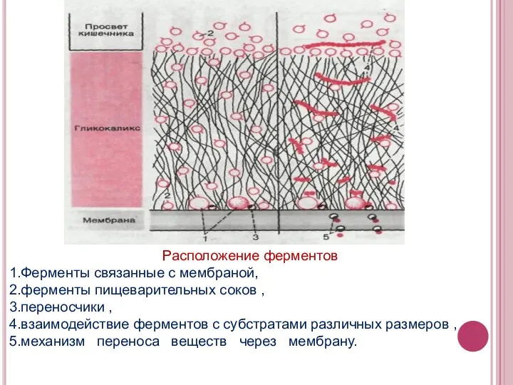 Расположение ферментов Ферменты связанные с мембраной, ферменты пищеварительных соков ,