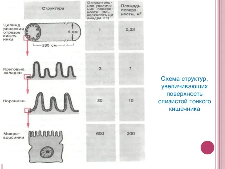 Схема структур, увеличивающих поверхность слизистой тонкого кишечника