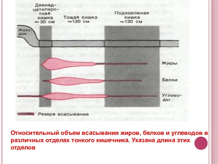 Относительный объем всасывания жиров, белков и углеводов в различных отделах тонкого кишечника. Указана длина этих отделов