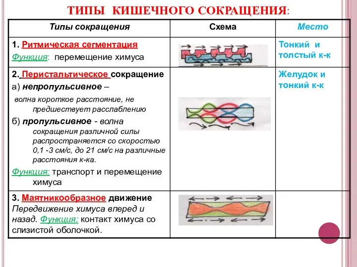 ТИПЫ КИШЕЧНОГО СОКРАЩЕНИЯ: