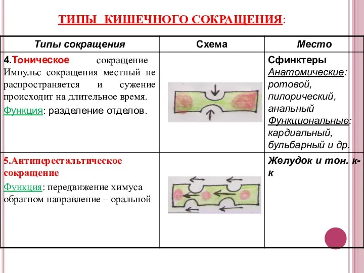 ТИПЫ КИШЕЧНОГО СОКРАЩЕНИЯ: