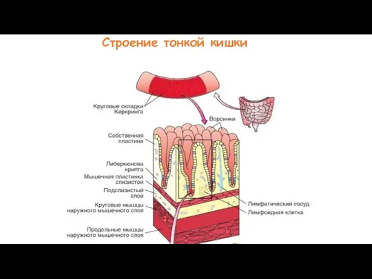 Строение тонкой кишки