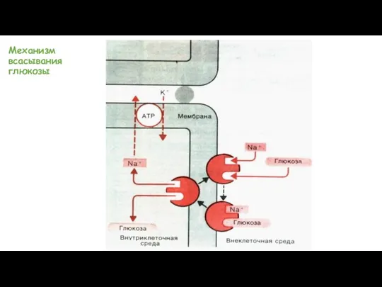 Механизм всасывания глюкозы