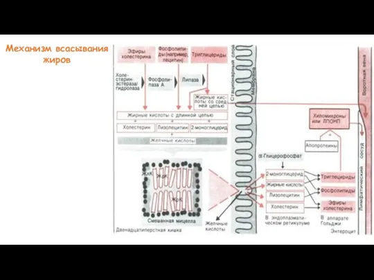 Механизм всасывания жиров