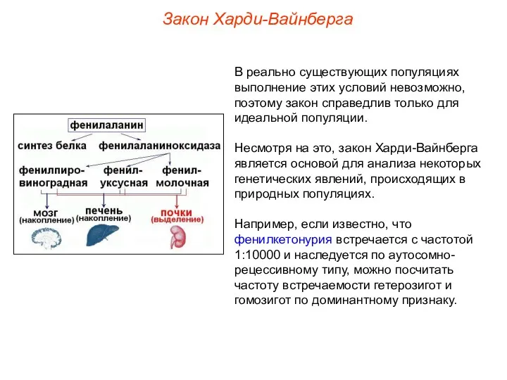 Закон Харди-Вайнберга В реально существующих популяциях выполнение этих условий невозможно,