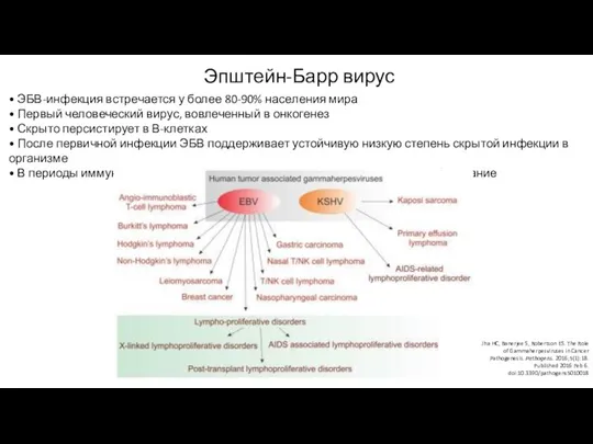 Эпштейн-Барр вирус Majhail et al. Hematology. ASH 2008 • ЭБВ-инфекция