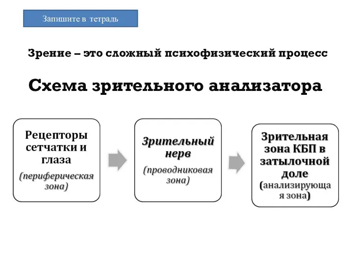 Зрение – это сложный психофизический процесс Схема зрительного анализатора Запишите в тетрадь