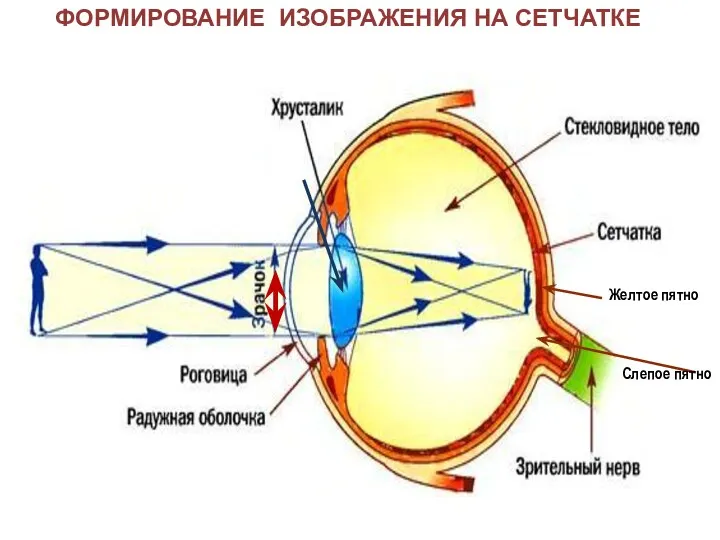 ФОРМИРОВАНИЕ ИЗОБРАЖЕНИЯ НА СЕТЧАТКЕ Желтое пятно Слепое пятно