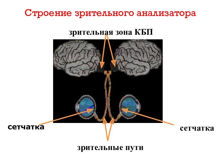 Строение зрительного анализатора сетчатка сетчатка зрительные пути зрительная зона КБП