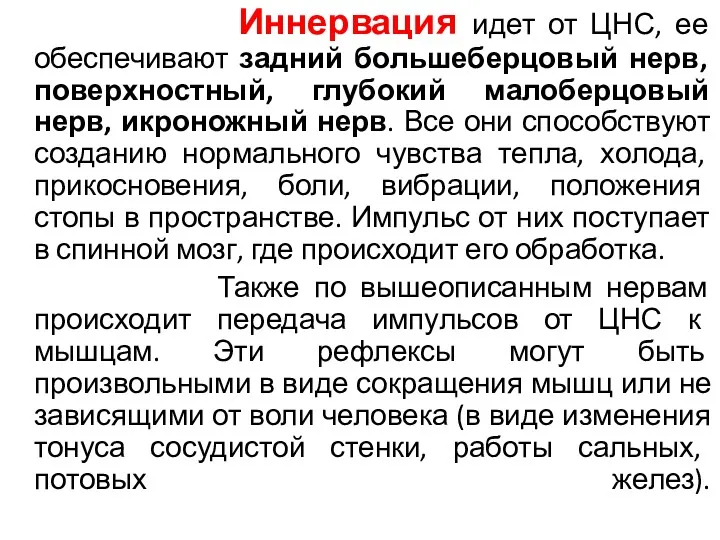 Иннервация идет от ЦНС, ее обеспечивают задний большеберцовый нерв, поверхностный,