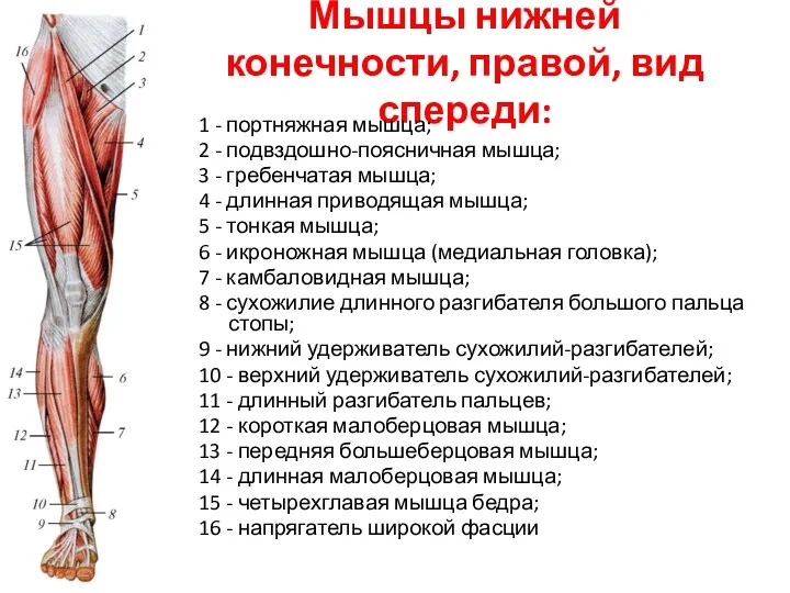 Мышцы нижней конечности, правой, вид спереди: 1 - портняжная мышца;