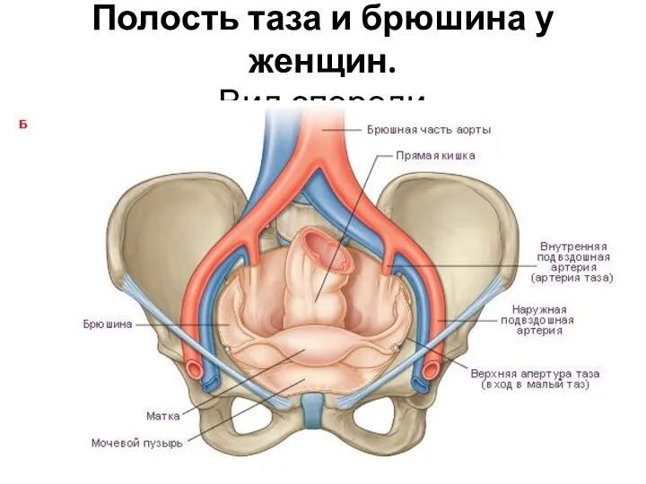 Полость таза и брюшина у женщин. Вид спереди.