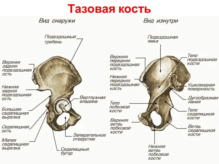 Тазовая кость