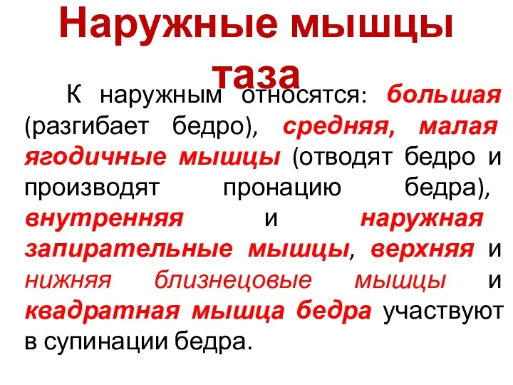 Наружные мышцы таза К наружным относятся: большая (разгибает бедро), средняя,