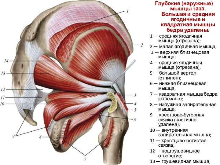 Глубокие (наружные) мышцы таза. Большая и средняя ягодичные и квадратная