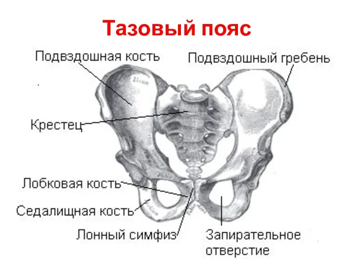 Тазовый пояс