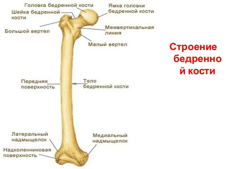 Строение бедренной кости