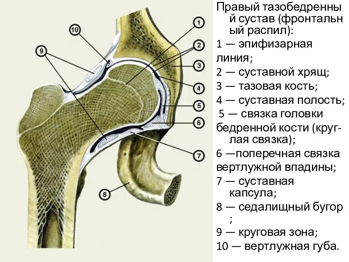 Правый тазобедренный сустав (фронтальный распил): 1 — эпифизарная линия; 2