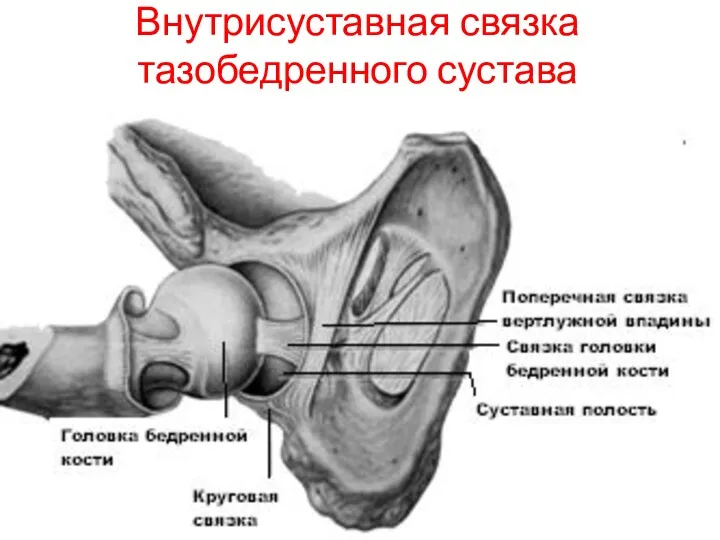 Внутрисуставная связка тазобедренного сустава