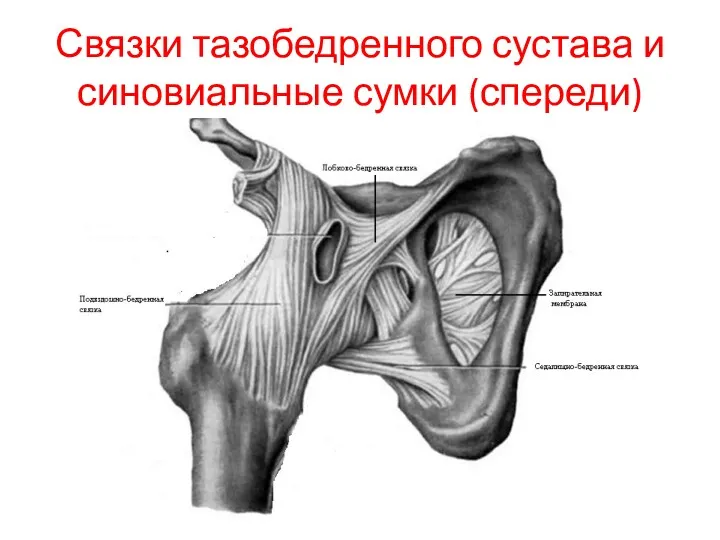 Связки тазобедренного сустава и синовиальные сумки (спереди)