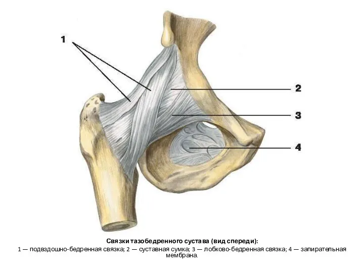 Связки тазобедренного сустава (вид спереди): 1 — подвздошно-бедренная связка; 2