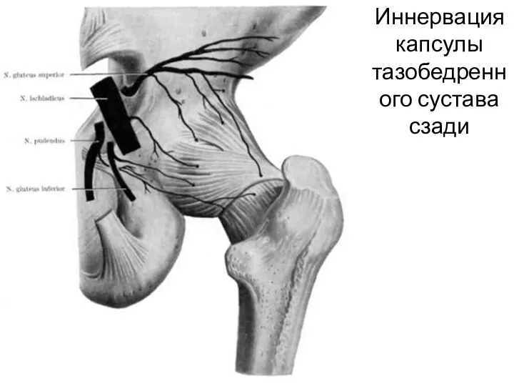 Иннервация капсулы тазобедренного сустава сзади