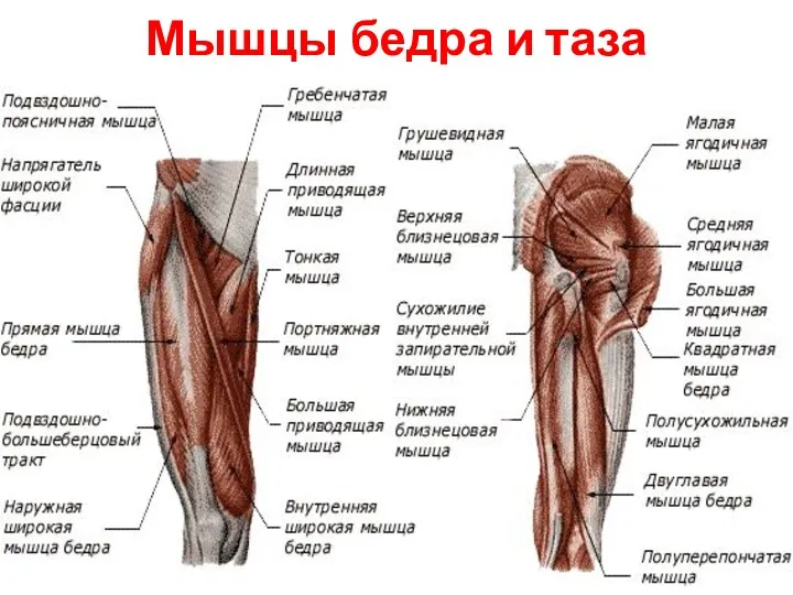 Мышцы бедра и таза