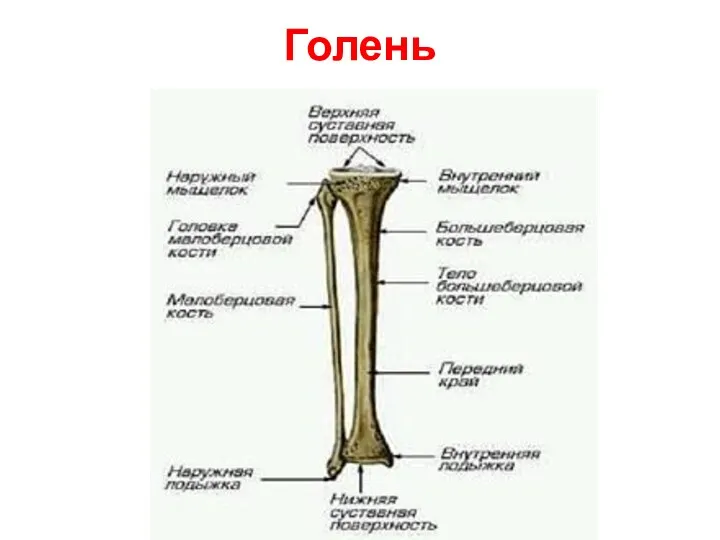 Голень