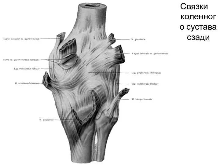 Связки коленного сустава сзади