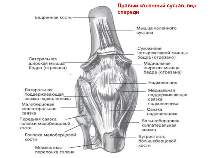 Правый коленный сустав, вид спереди