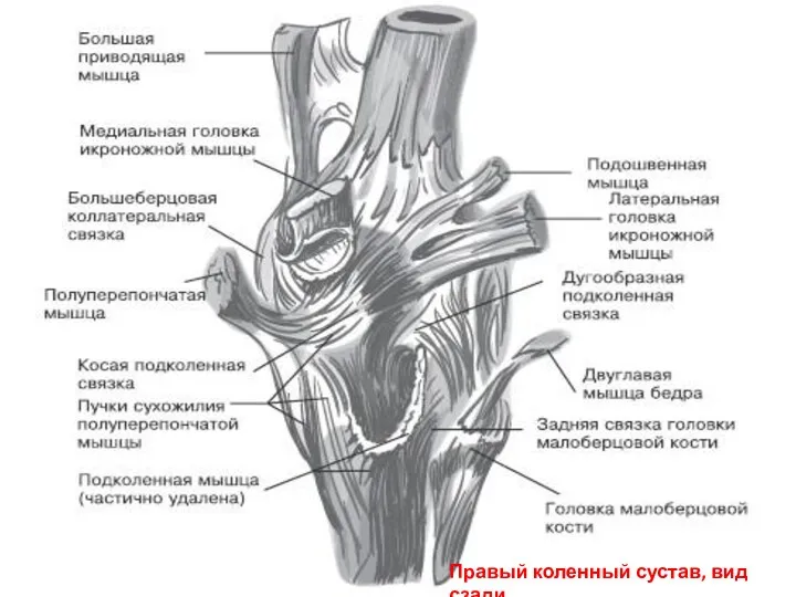 Правый коленный сустав, вид сзади