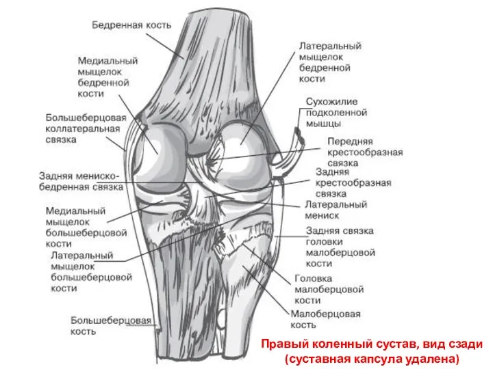 Правый коленный сустав, вид сзади (суставная капсула удалена)