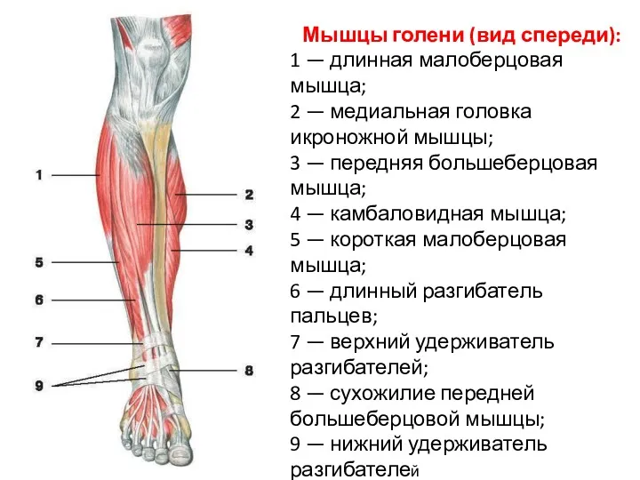 Мышцы голени (вид спереди): 1 — длинная малоберцовая мышца; 2