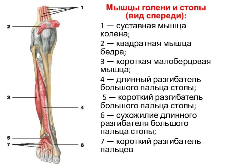 Мышцы голени и стопы (вид спереди): 1 — суставная мышца