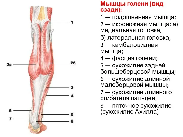 Мышцы голени (вид сзади): 1 — подошвенная мышца; 2 —