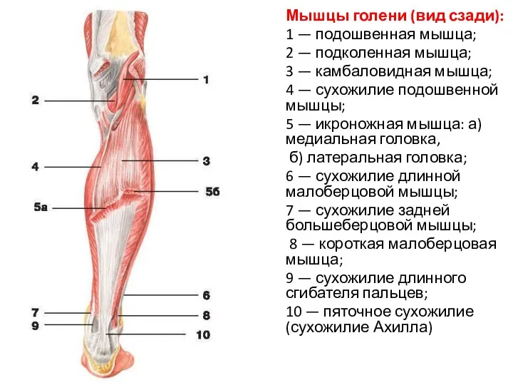 Мышцы голени (вид сзади): 1 — подошвенная мышца; 2 —