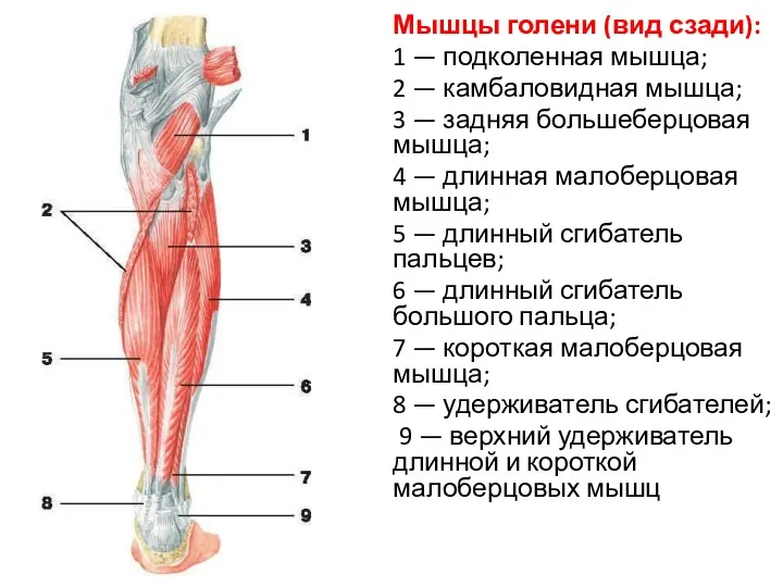 Мышцы голени (вид сзади): 1 — подколенная мышца; 2 —