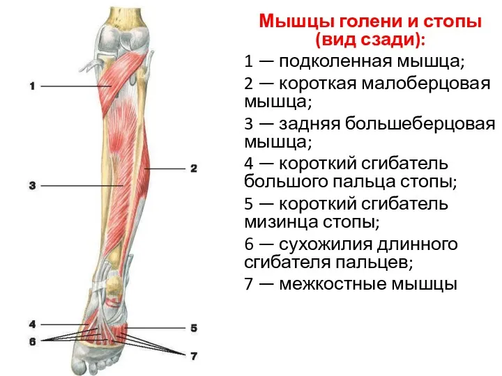 Мышцы голени и стопы (вид сзади): 1 — подколенная мышца;