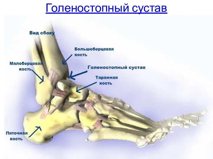 Голеностопный сустав