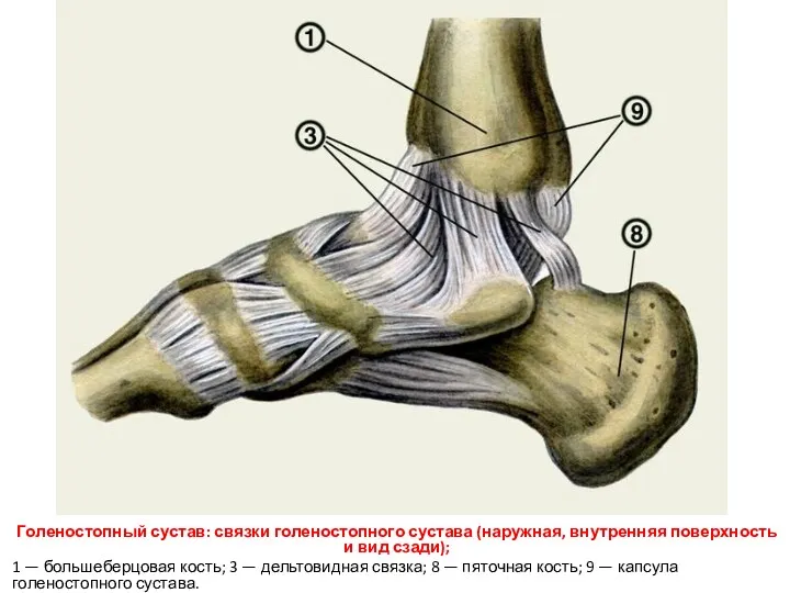 Голеностопный сустав: связки голеностопного сустава (наружная, внутренняя поверхность и вид