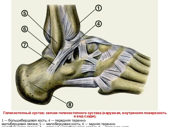 Голеностопный сустав: связки голеностопного сустава (наружная, внутренняя поверхность и вид