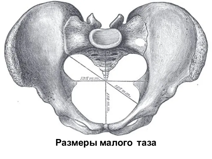 Размеры малого таза