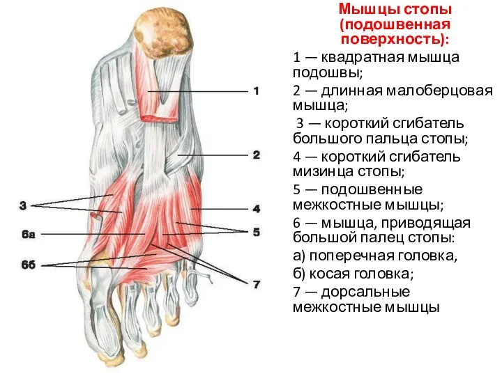 Мышцы стопы (подошвенная поверхность): 1 — квадратная мышца подошвы; 2